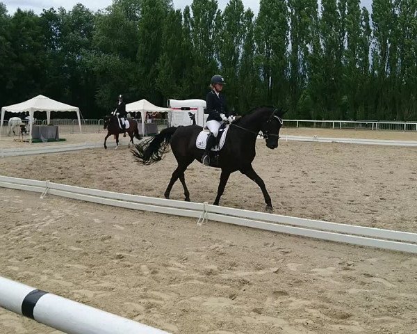 Reitturnier Dortmund-West 2019