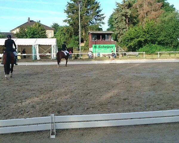 Reitturnier Dortmund-West 2019