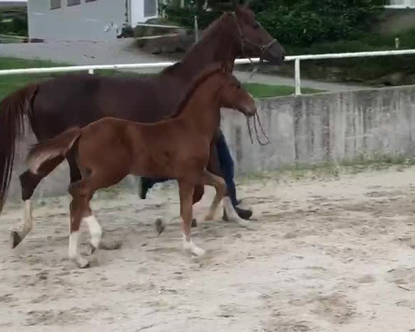 Video von Valentino100