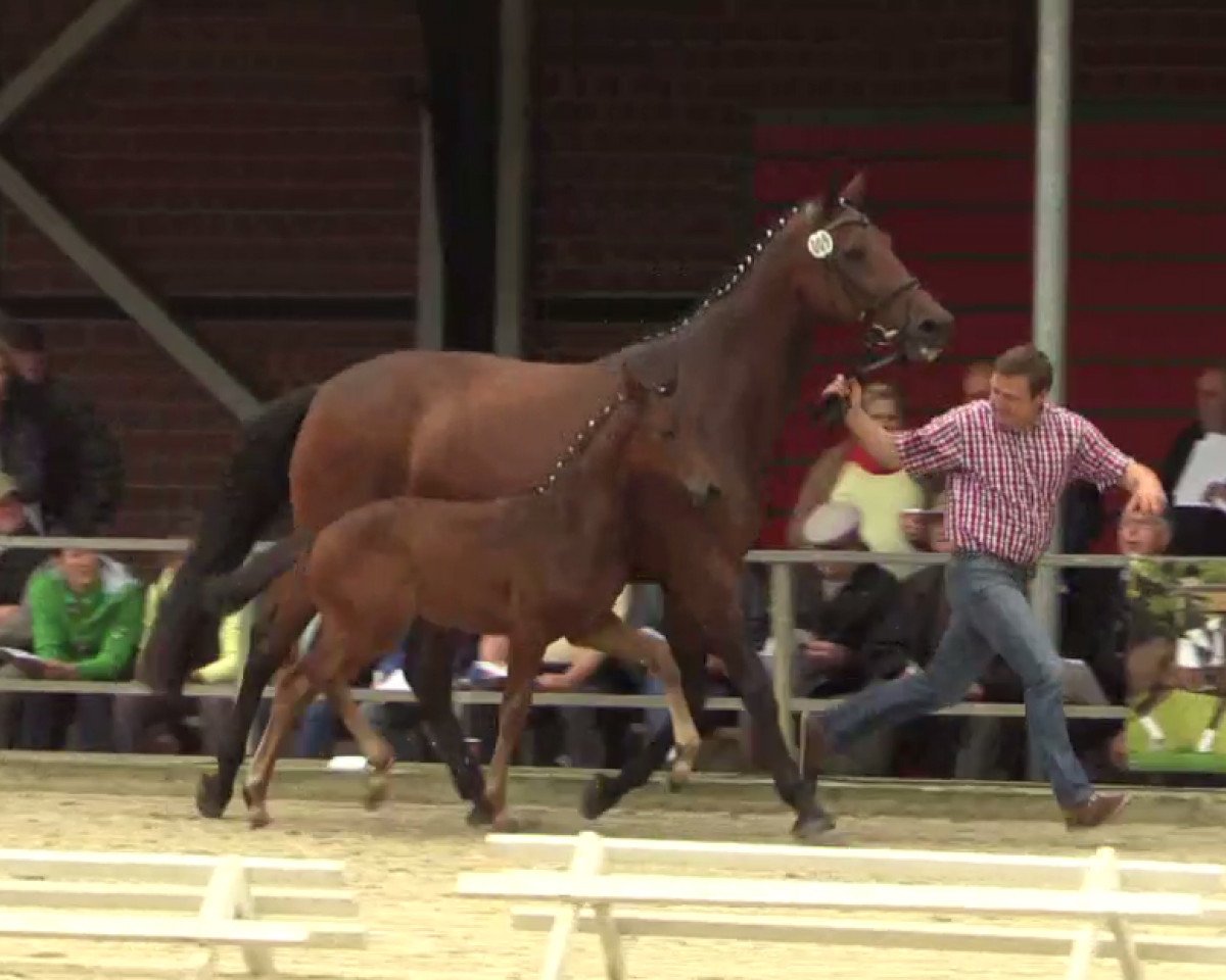 Broodmare Van Sunshine (Westphalian, 2014, from Van Vivaldi)