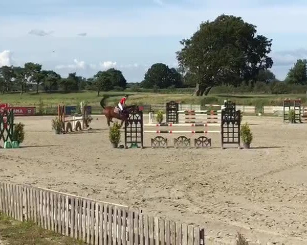 Video of Erbse J
