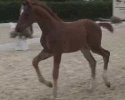 jumper Classic Dancer 16 (Westphalian, 2014, from Colestus)