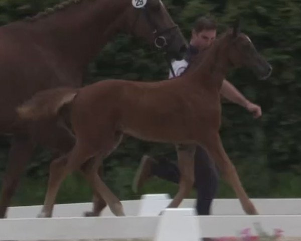 horse Stute von Cascadello I (Westphalian, 2014, from Cascadello)