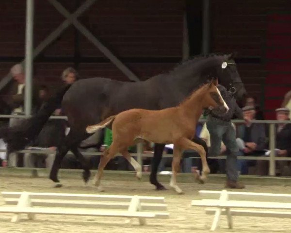 Pferd Volltreffer B (Westfale, 2014, von Van Vivaldi)