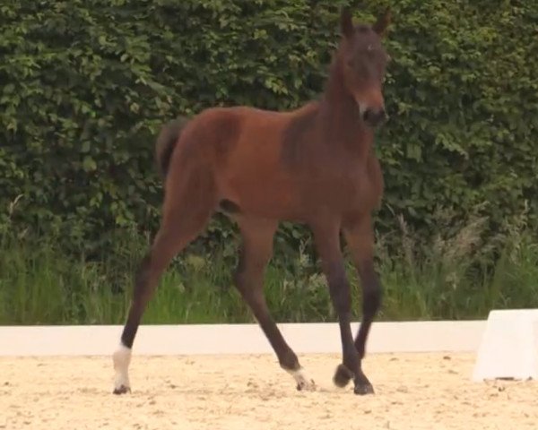 horse Stute von Captain Jack (Westphalian, 2014, from Captain Jack 44)