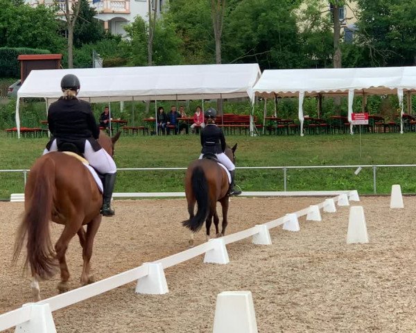 Reitturnier Mallersdorf-Pfaffenberg 2019