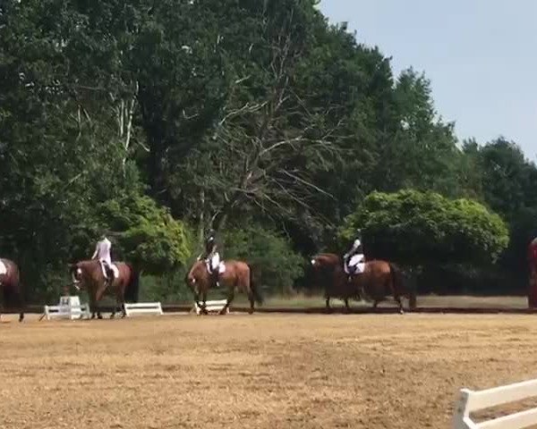 Reitturnier Ahrensfelde 2018