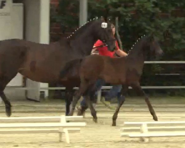 stallion Vegas (Westphalian, 2014, from Van Vivaldi)