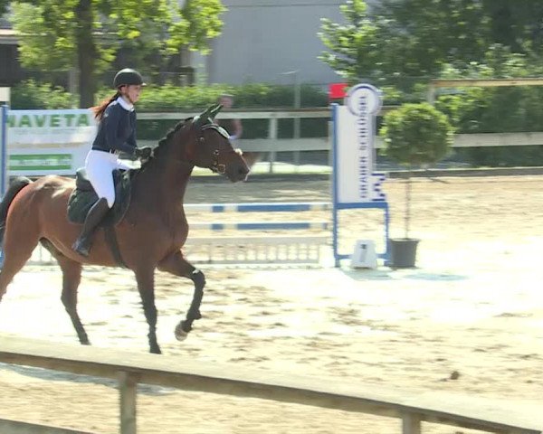 HC Ritt in Dagmersellen Juli 2019 (B70)