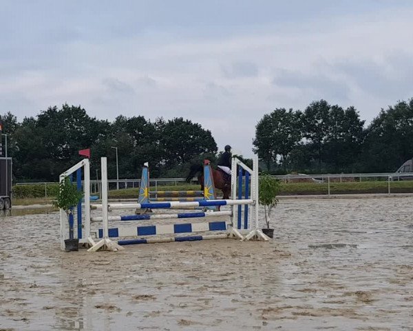 Reitturnier Dülmen 2019