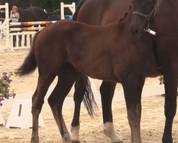 Dressurpferd Aurélie (Westfale, 2014, von All At Once)