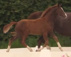 horse Safina (Westphalian, 2014, from Sir Heinrich OLD)