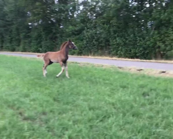 Video von ZG Masuch/Lübbering