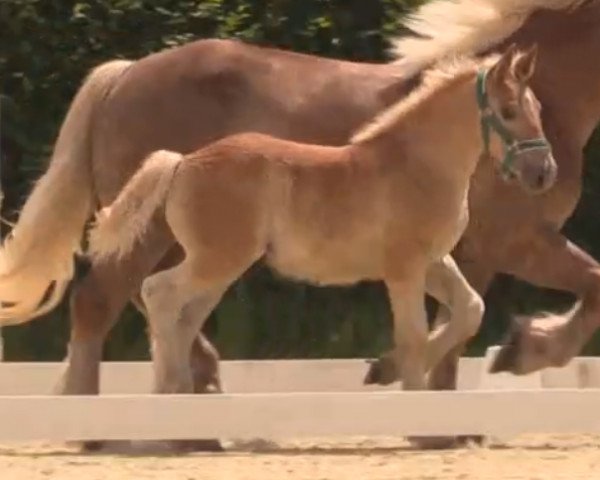 horse Hengst von Higgins (Rheinisch-Westfälisches Draughthorse, 2014, from Higgins)