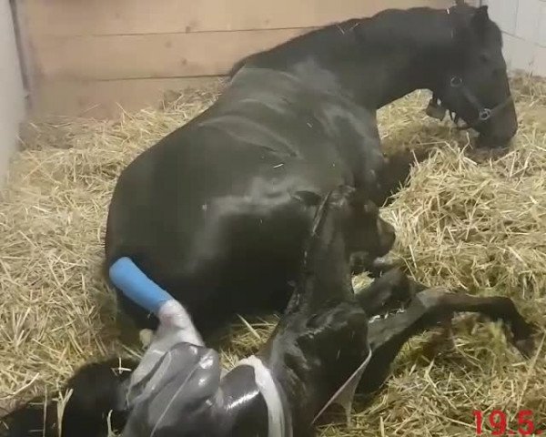 Video of Emilia