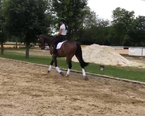 Video of Charly Brown 298