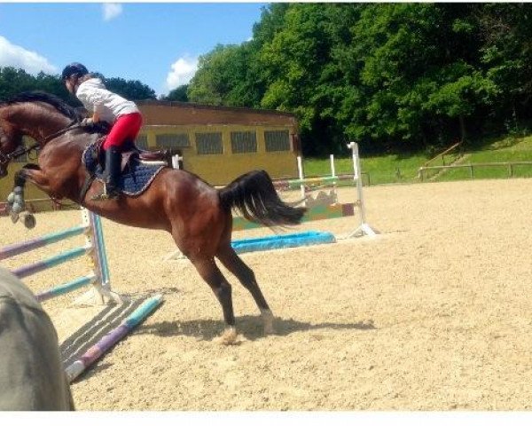 jumper Sandos 41 (German Sport Horse, 2003, from Spirding)