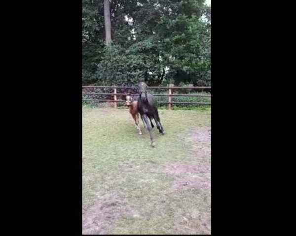 Video of Evangeline SG