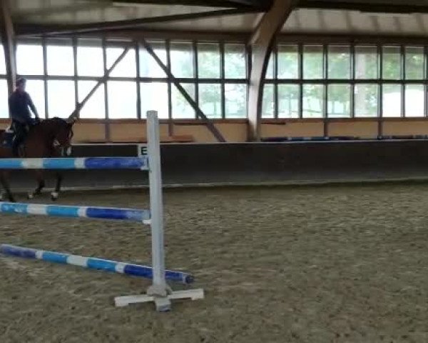 Video of Bamur's Cherino