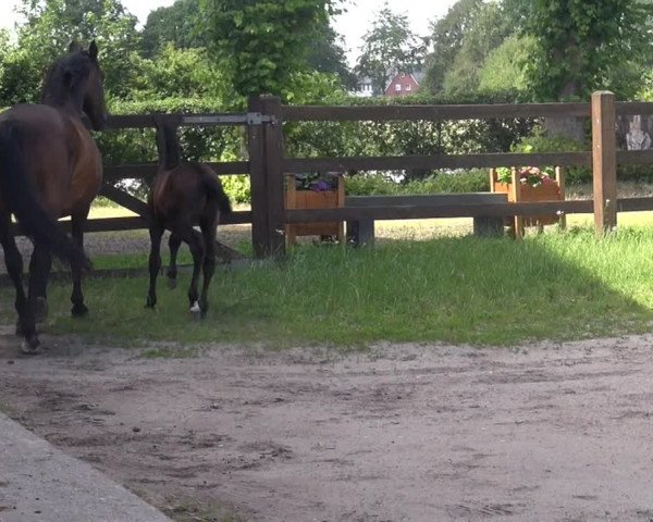 Video of Libretto EG