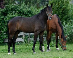 dressage horse L' Espoir (Oldenburg, 2006, from Licotus)