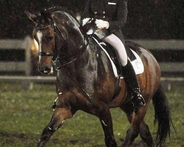stallion Pizarro 18 (Oldenburg, 1998, from Placido) stallion Pizarro 18 (Oldenburg, 1998, from Placido)