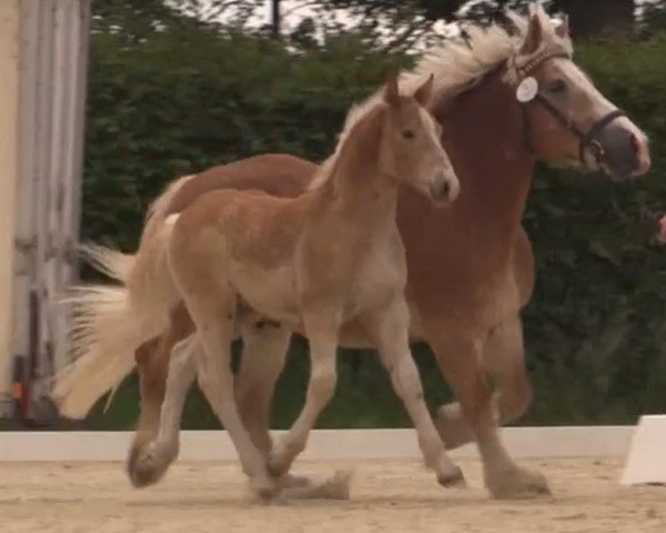 horse Hengst von Helmut (Rheinisch-Westfälisches Draughthorse, 2014, from Helmut)