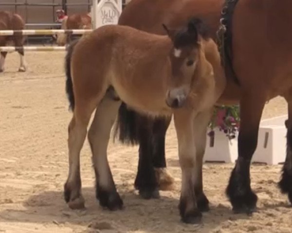 horse Franzl II (Rheinisch-Westfälisches Draughthorse, 2014, from Fritz)