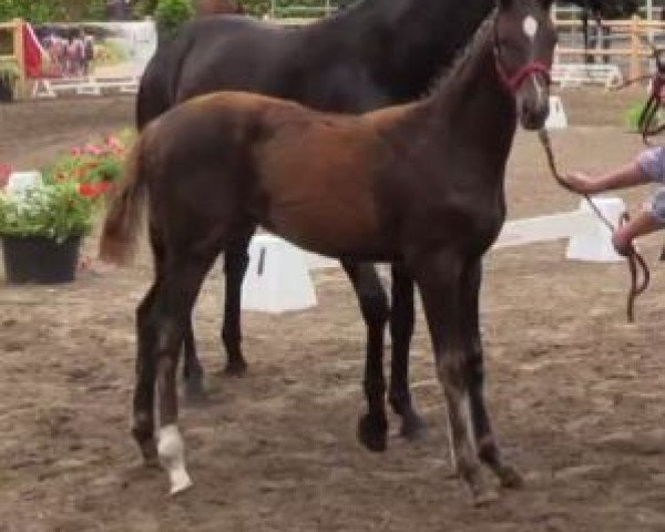horse Stute von All at Once (Westphalian, 2014, from All At Once)
