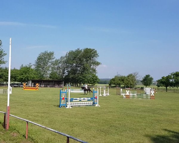 Video von Voltera