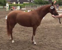 broodmare Clio (German Riding Pony, 2011, from Top Carlos Cassini)