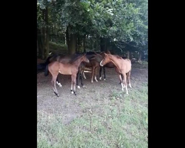 Video of Dynamite Girl