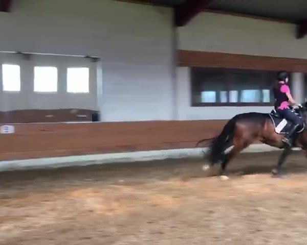 Video of Charly Brown 298
