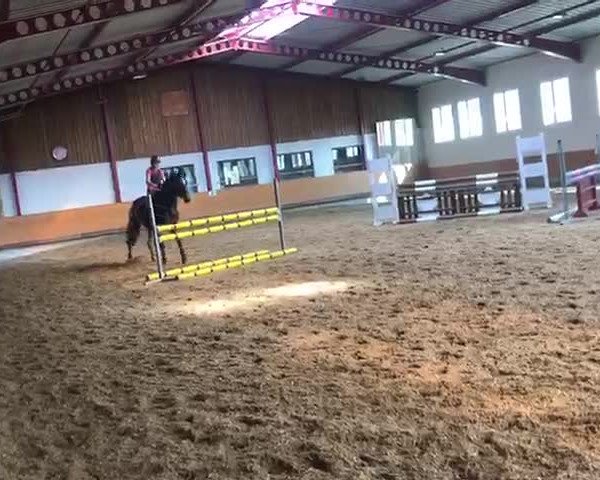 Video of Charly Brown 298