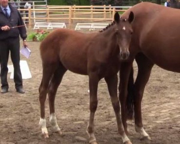 horse Hengst von All at Once (Westphalian, 2014, from All At Once)