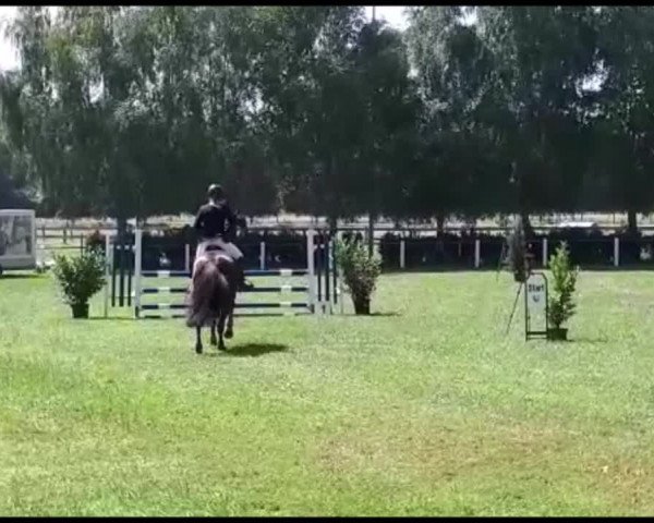 Video of Duke of Duncan MK