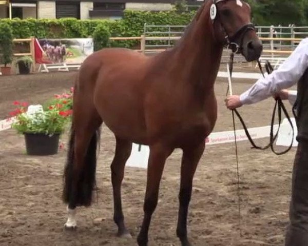 dressage horse Nena (German Riding Pony, 2011, from Nobel Nagano NRW)