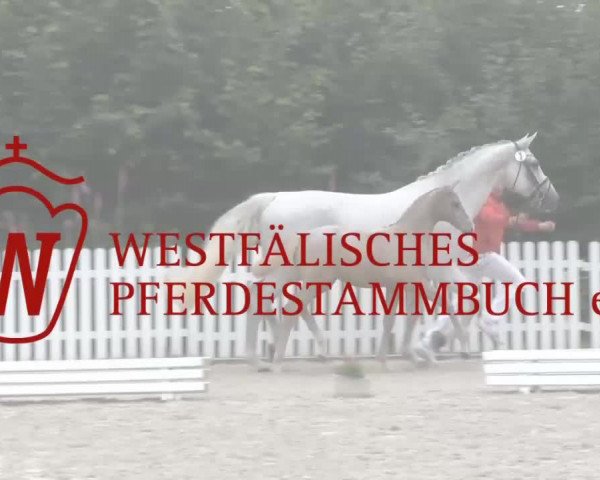 Video of hengst-von-its-possible-srk-argentinus