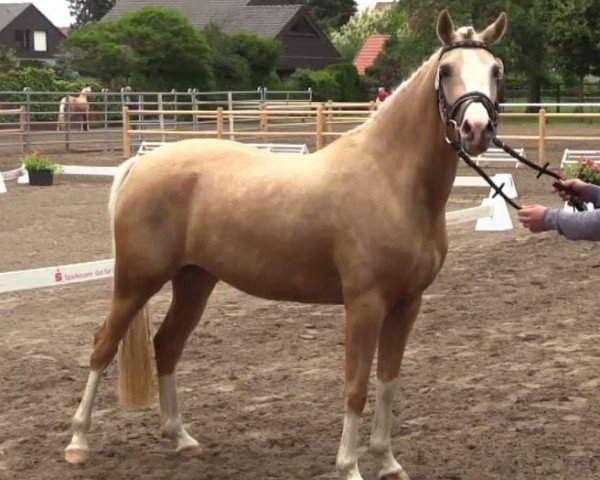 Pferd Carry Gold 3 (Deutsches Reitpony, 2011, von Top Carlos Cassini)
