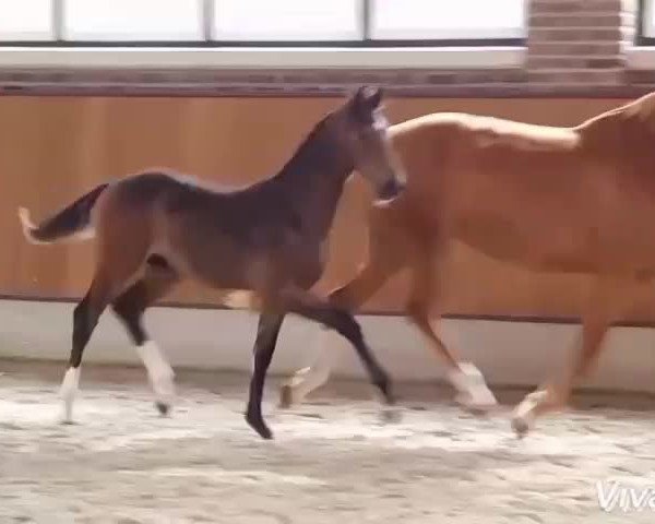 Video von Early Girly
