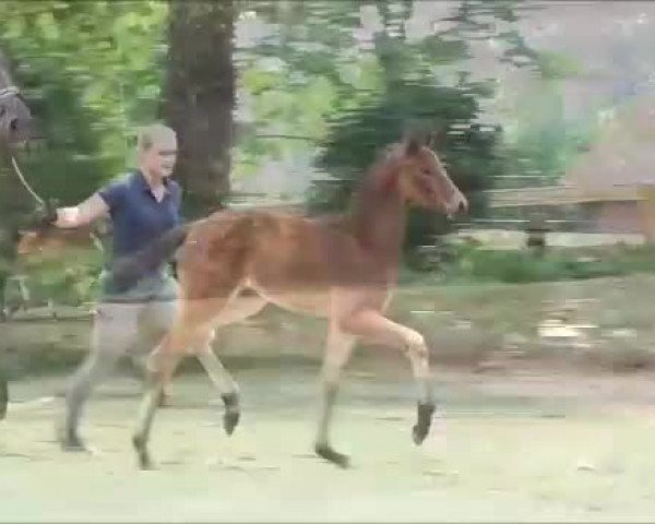 Video von Bellisima