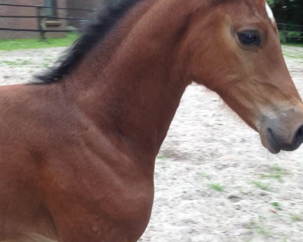 Video von Zinedream's Best L