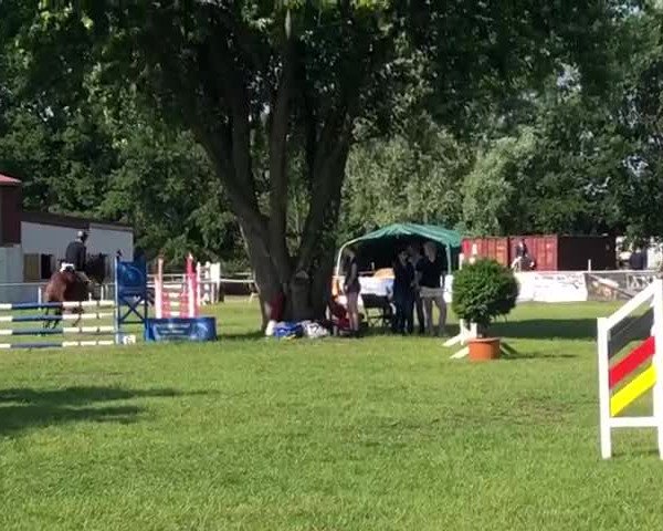 Reitturnier Osterwald 2019