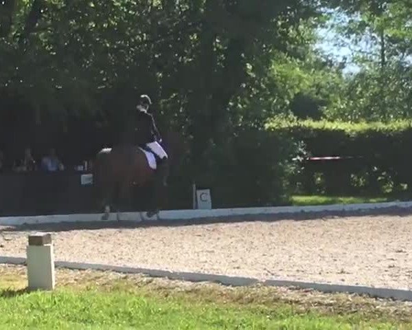 Reitturnier Schwanau-Ottenheim 2019