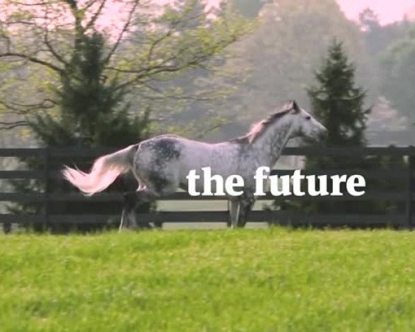 Video of Frosted xx