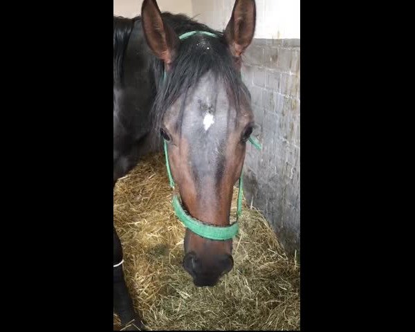 Video of Abacio