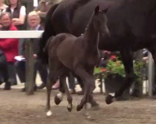 broodmare A little Sunshine (Westphalian, 2014, from All At Once)