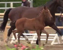 Pferd All In 14 (Westfale, 2014, von All At Once)