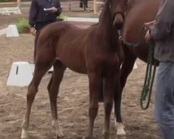 horse Abella 7 (Westphalian, 2014, from All At Once)