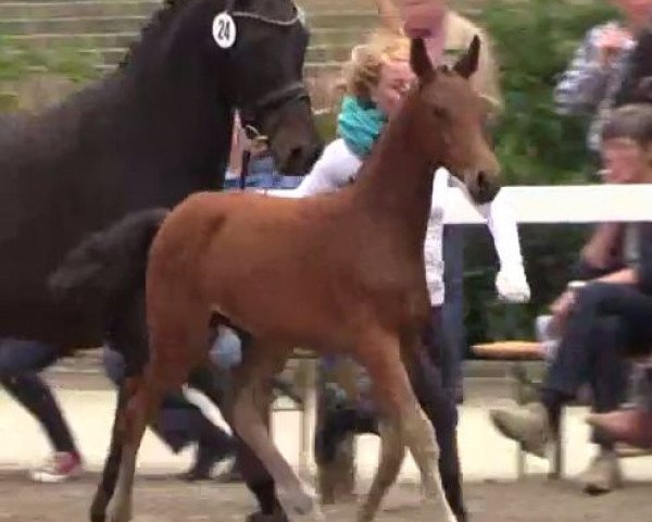 dressage horse Aragon 507 (Westphalian, 2014, from All At Once)